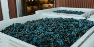 Revolutionizing Wine Production with WiTWINtake